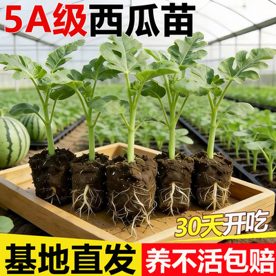 8424西瓜苗秧嫁接麒麟大西瓜