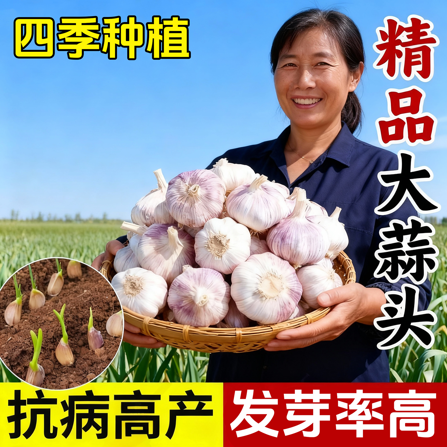 精品大蒜种子种籽蒜苔头大蒜蔬菜
