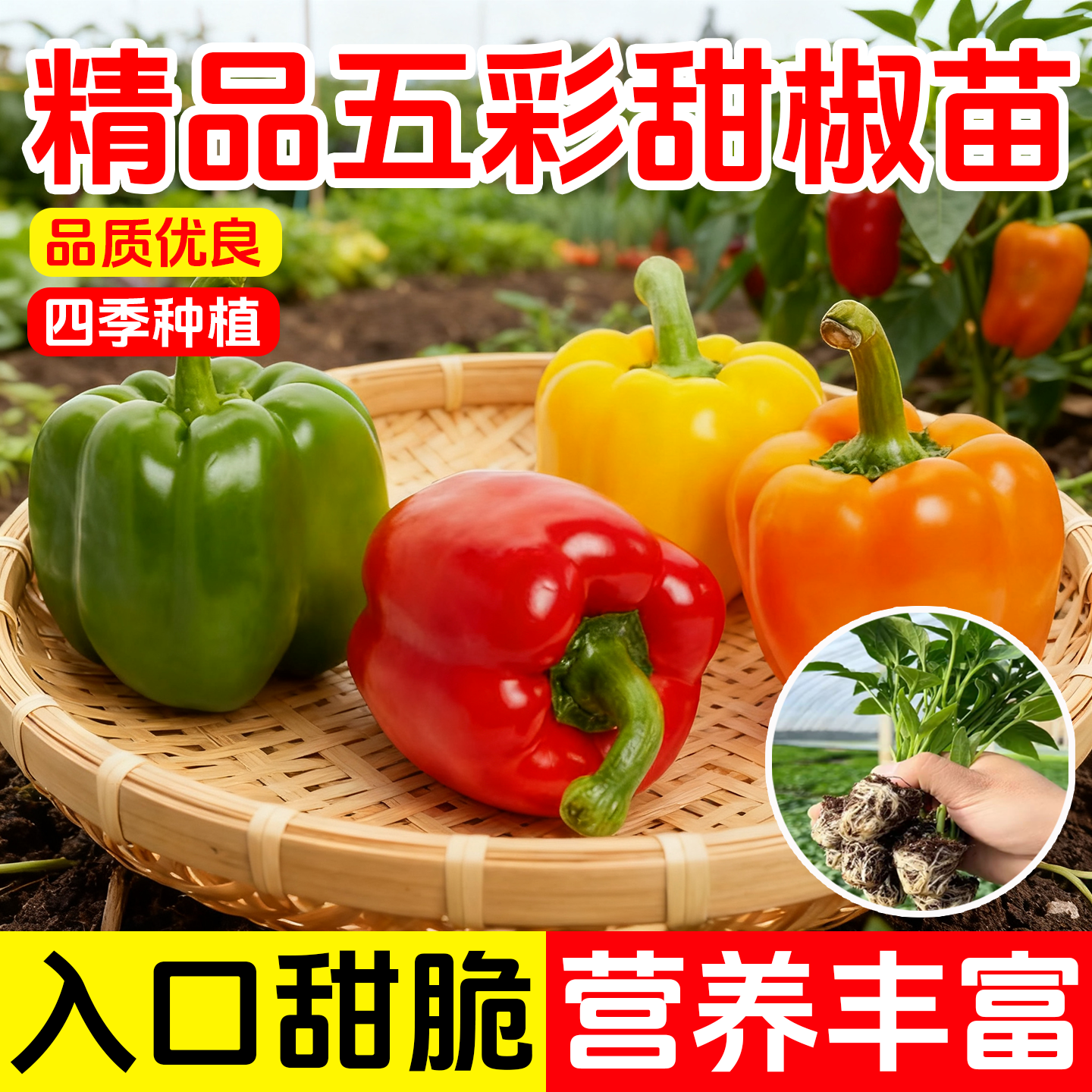 五彩甜椒苗子甜椒大果菜椒辣椒苗圆椒早熟成活率高大棚菜园蔬菜苗,鲜花速递/花卉仿真/绿植园艺,种苗/半成品盆栽,淘宝优惠券,粉丝福利购,淘宝优惠卷