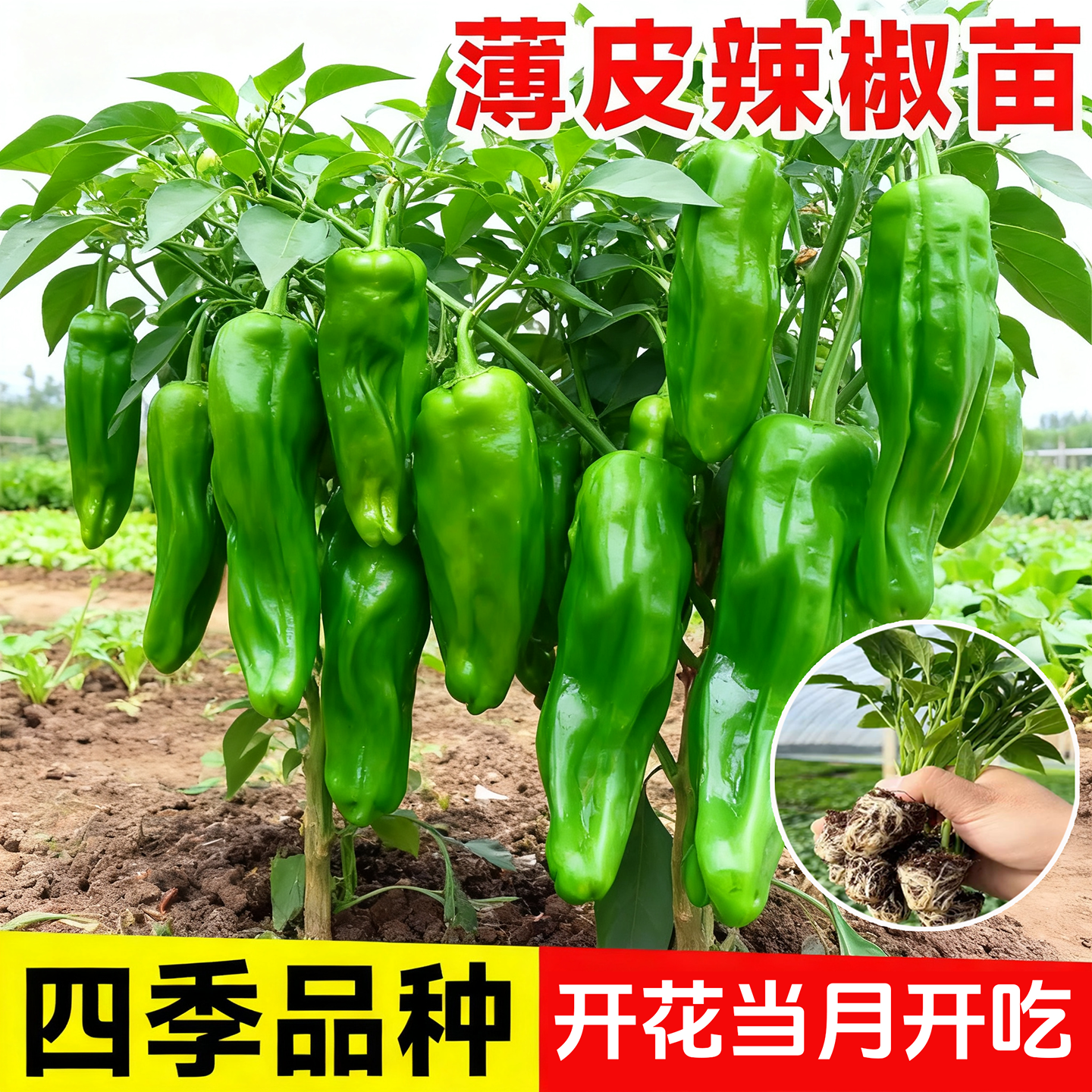 四季薄皮青椒秧苗高产皱皮青椒苗