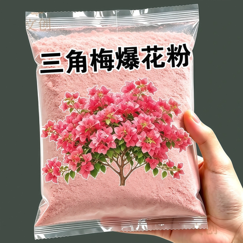 三角梅开满枝高肥开花粉持久鲜亮