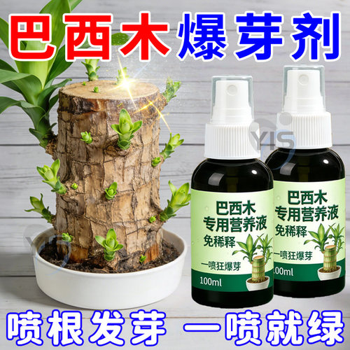 巴西木幸福树营养液一喷新芽猛出