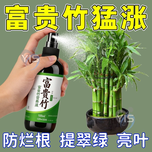 【急救】富贵竹营养液富贵竹叶子黄治黄叶叶斑病富贵竹肥料专用肥