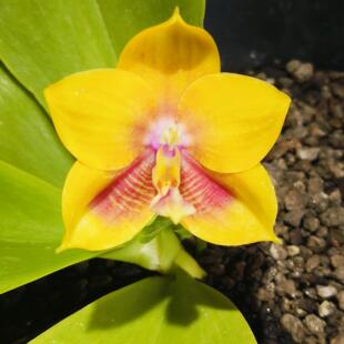 【零度生物】弥陀金虎兰原生蝴蝶兰浓香续花兰花盆栽兰花苗