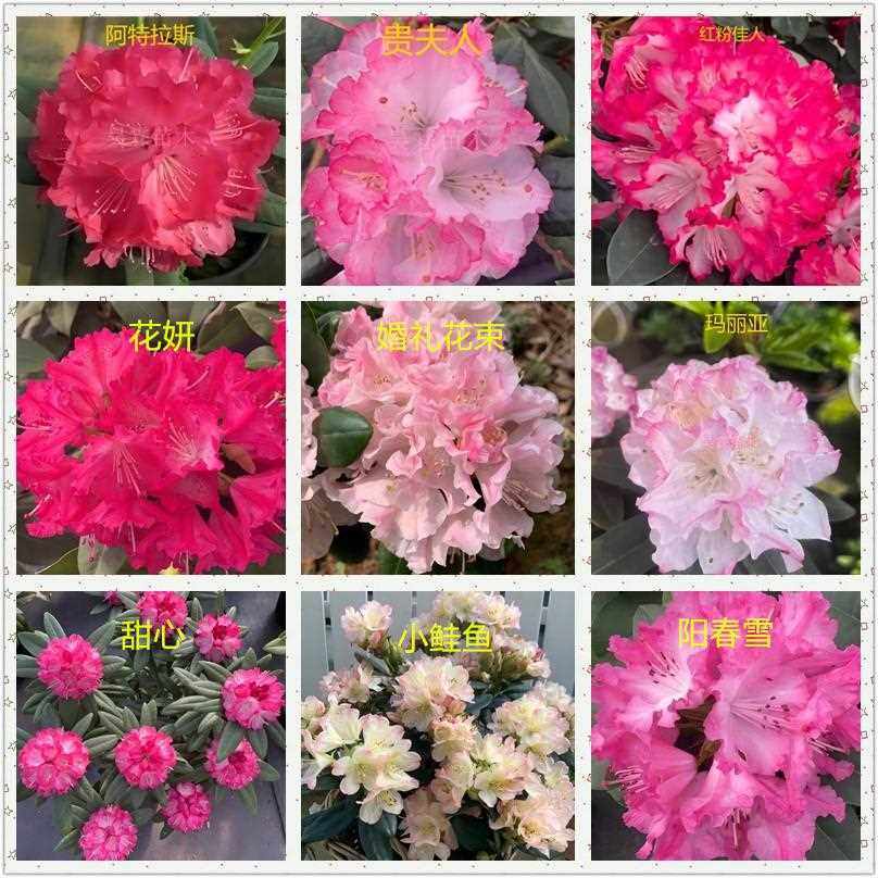 【A直播专属】 大叶大花高山杜鹃 耐寒耐热 多品种花色