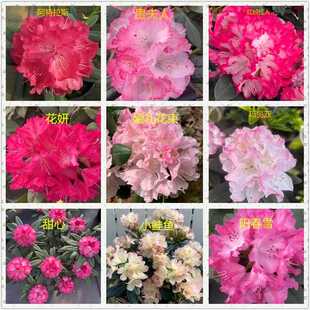 【A直播专属】 大叶大花高山杜鹃 耐寒耐热 多品种花色