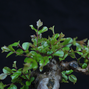 千木雀梅盆景 办公室桌面趣味小绿植微型盆景 树桩绿植老桩盆栽