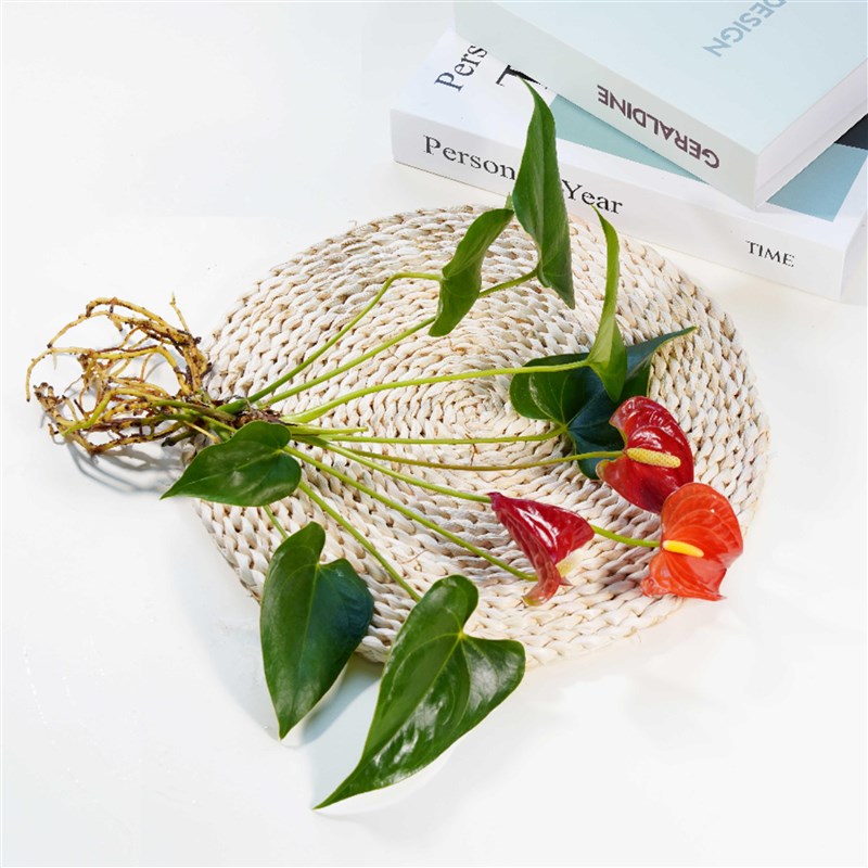 年宵花水培红掌鸿运当头卡利小大红星室K内净化净化空气好养绿植