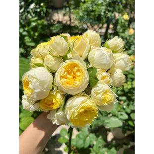 微月绿植盆栽花卉庭院阳台月季 金丝雀大盆扦插栽好中苗 花苗