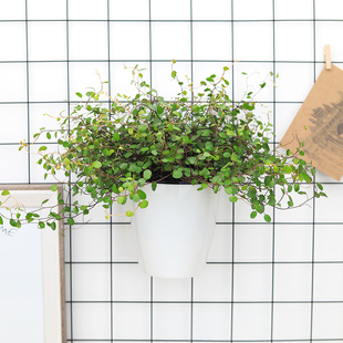 壁挂盆绿萝常春藤盆栽千叶吊兰钻石翡翠绿植室内花卉观叶植物好养