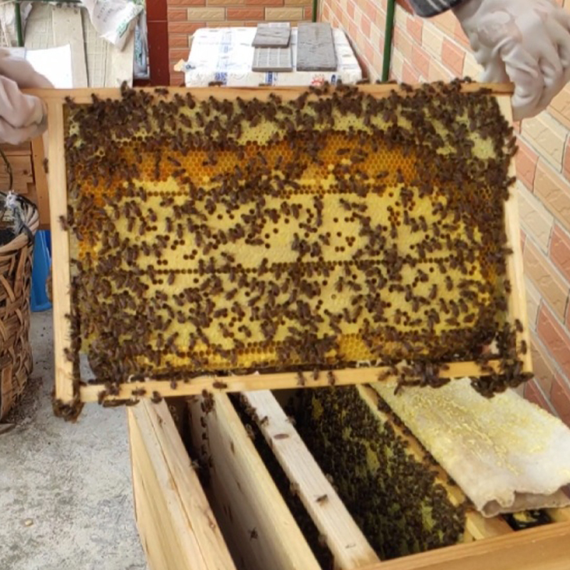 香土蜂情中蜂巢础中锋巢础蜂蜡片养蜂工具蜜蜂巢脾巢基30片巢皮