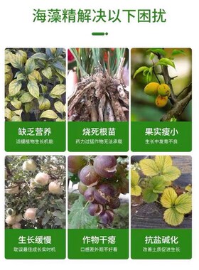 进口绿色海藻精肥料叶p面肥有机肥水溶肥冲施肥促生根剂生根壮苗