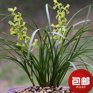 兰花苗春兰盆栽不带花苞浓香型蕙兰九头兰草室内四季绿植花卉包邮