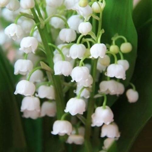 四季浓香小型 铃兰花苗花根花阳台桌面室内外芳香净化空气