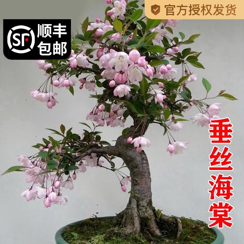 海棠花盆栽四季开花树苗老桩盆景客厅花卉绿植室外庭院植物好养活