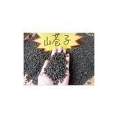 D正品 野生山苍子木姜子山胡椒山汤子山鸡椒山香椒山仓籽