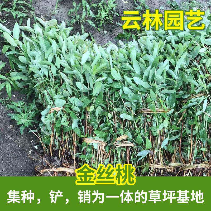 句容绿化工程苗金丝桃绿化苗木基地金丝桃基地供应
