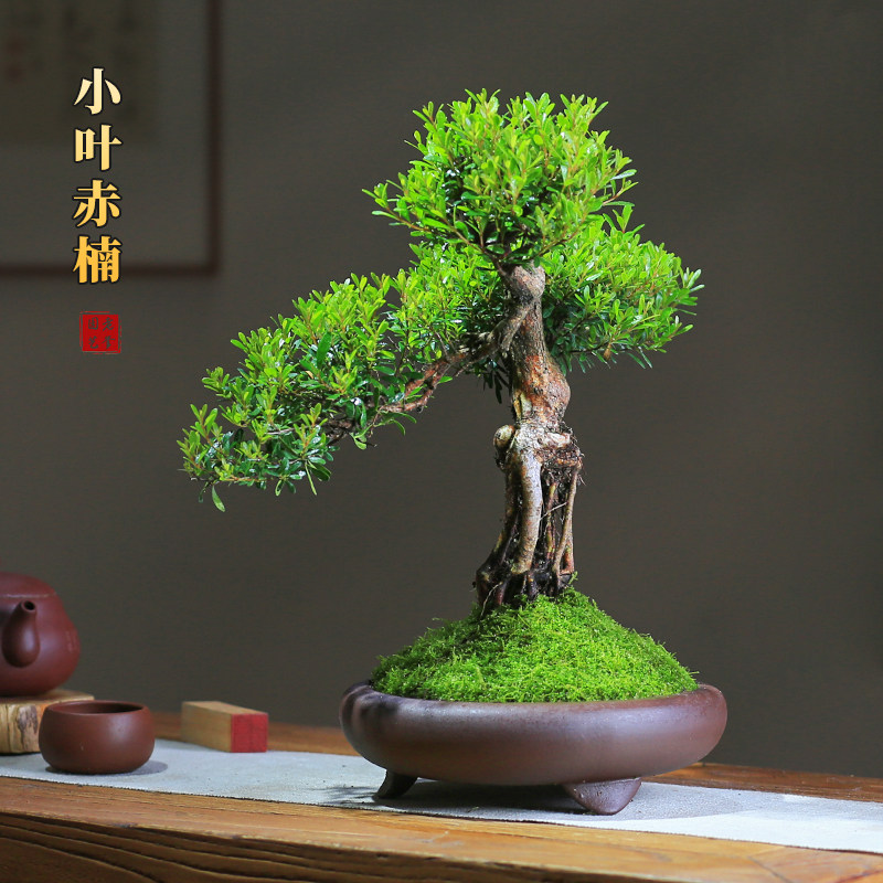 小叶赤楠盆栽一物一拍老桩造型紫砂盆景客厅庭院绿植室内观叶桌面,鲜花速递/花卉仿真/绿植园艺,造型盆景,淘宝优惠券,粉丝福利购,淘宝优惠卷