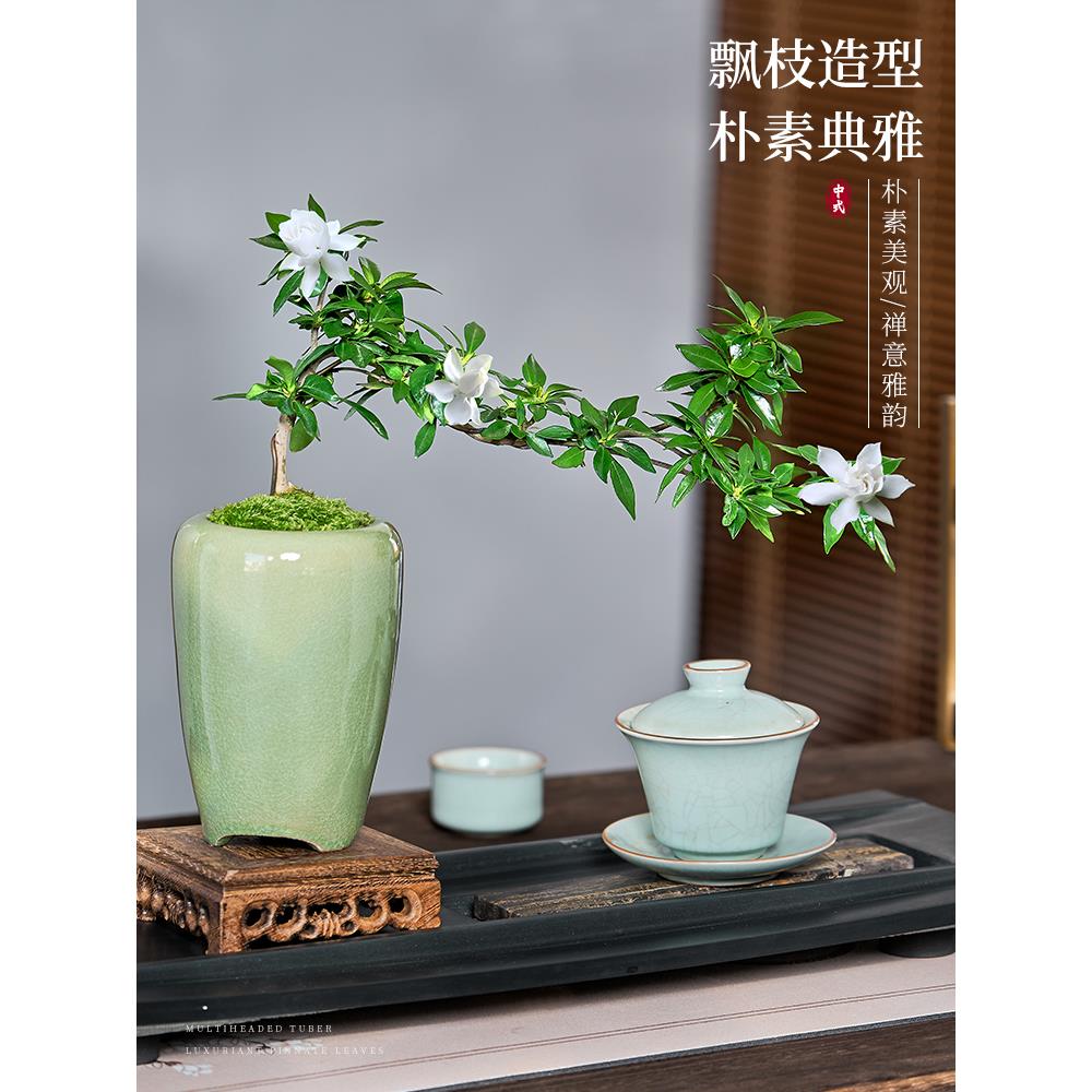 栀子花悬崖飘枝造型盆景室内客厅书房桌面绿植花卉盆栽阳台老桩