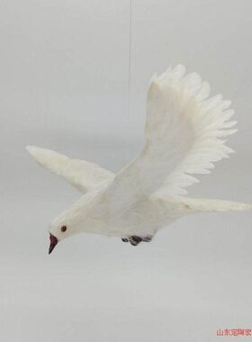 仿真飞翔鸽子和平鸽真羽毛动物教学模型家居创意装饰摆件展会布置