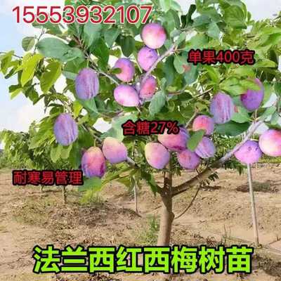 新品种红西梅树苗嫁接法兰