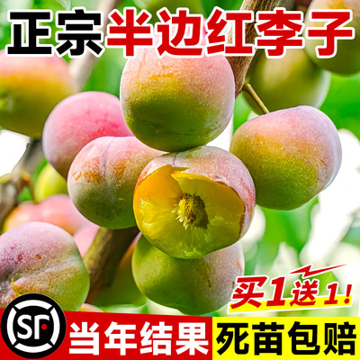 半边红李子树苗心新品种特