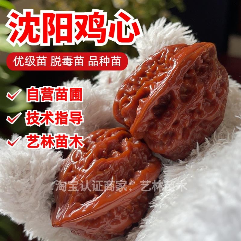 沈阳鸡心文玩核桃树苗十三