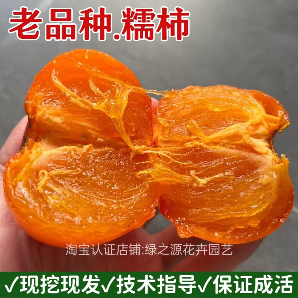 老品种柿子苗嫁接无核特大