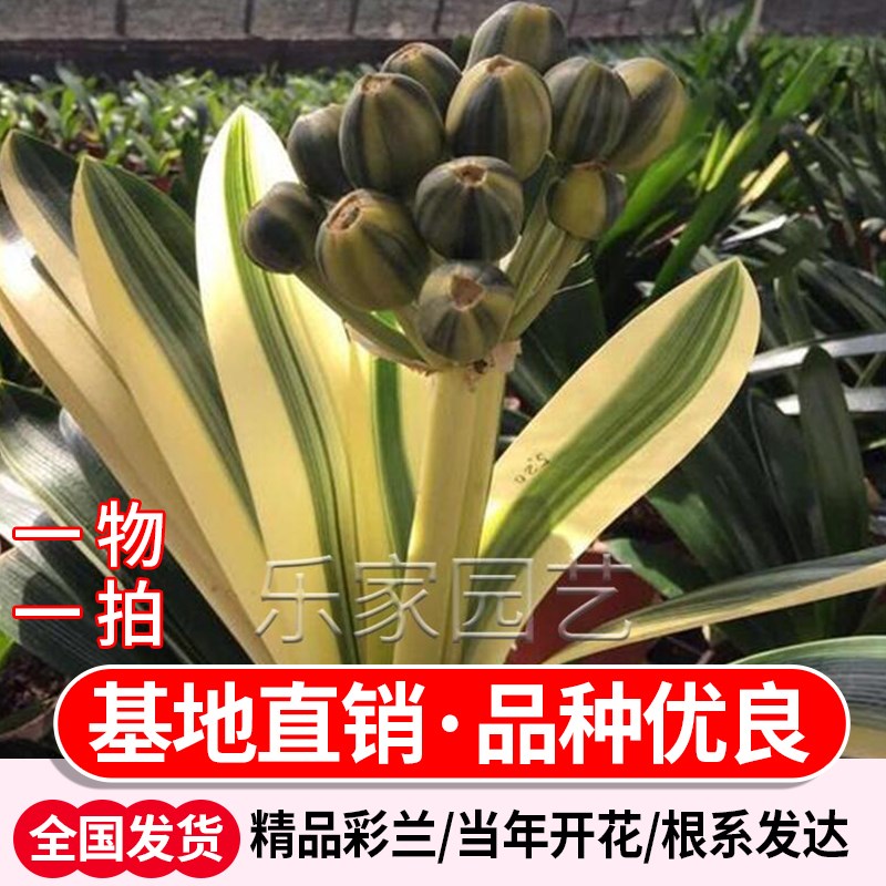 君子兰彩兰金丝彩兰鸳鸯福伦君子长春国兰宽叶钢板麻.脸油匠兰花