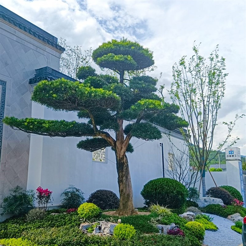 罗汉松造型树原生小叶雀舌罗汉松可地栽盆栽一对一选树