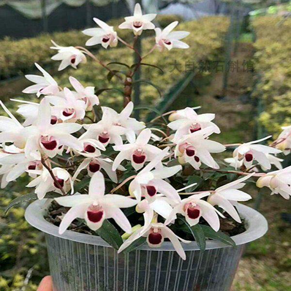 福建丹霞铁皮石斛苗袖珍白花铁皮白花红米铁珍贵中药材石斛兰盆栽
