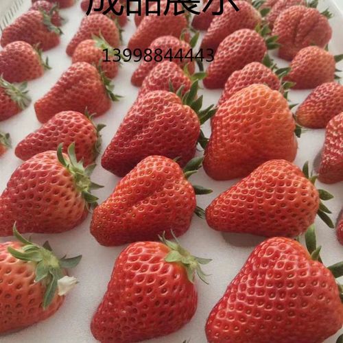 草莓采摘托盘塑料筛子塑料筐草莓周转箱海绵孔海绵垫草莓拍子