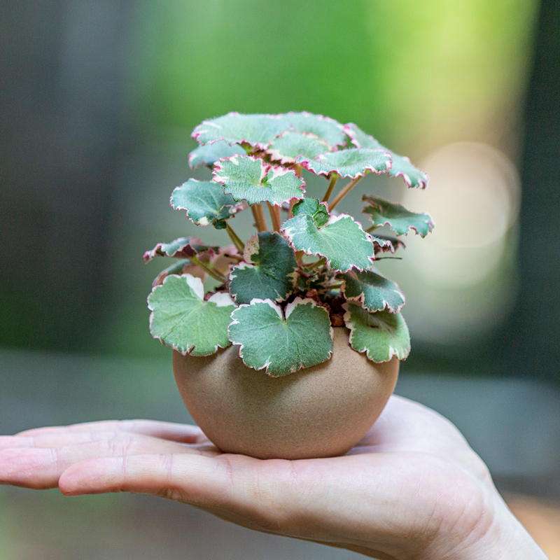 虎耳草御所车盆栽室内客厅办公室茶几桌面小盆景摆件净化空气绿植