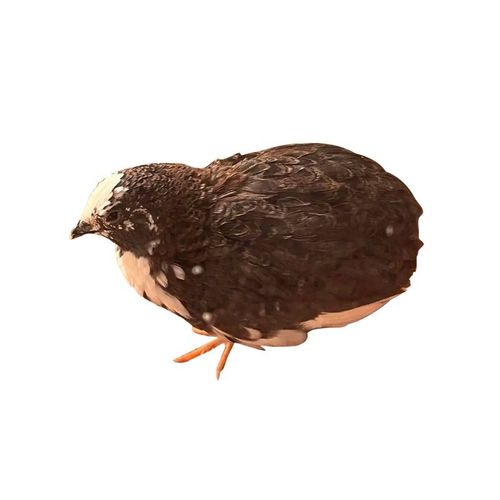 芦丁鸡网红宠物活体鸡全色系观赏养鸡下蛋成鸡超可爱小鸡