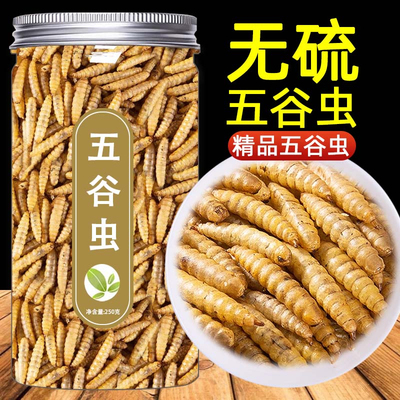 正宗五谷虫中药材500g养殖五谷虫干货黄金五谷虫粉蛆虫干水仙子粉