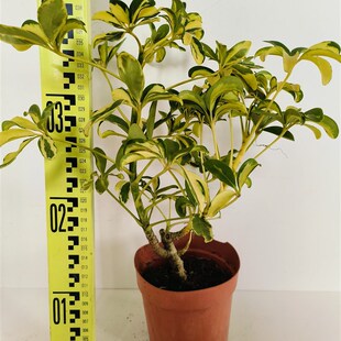 七叶莲花叶鸭脚木室内阳台办公室网红盆栽绿植净化空气超划算