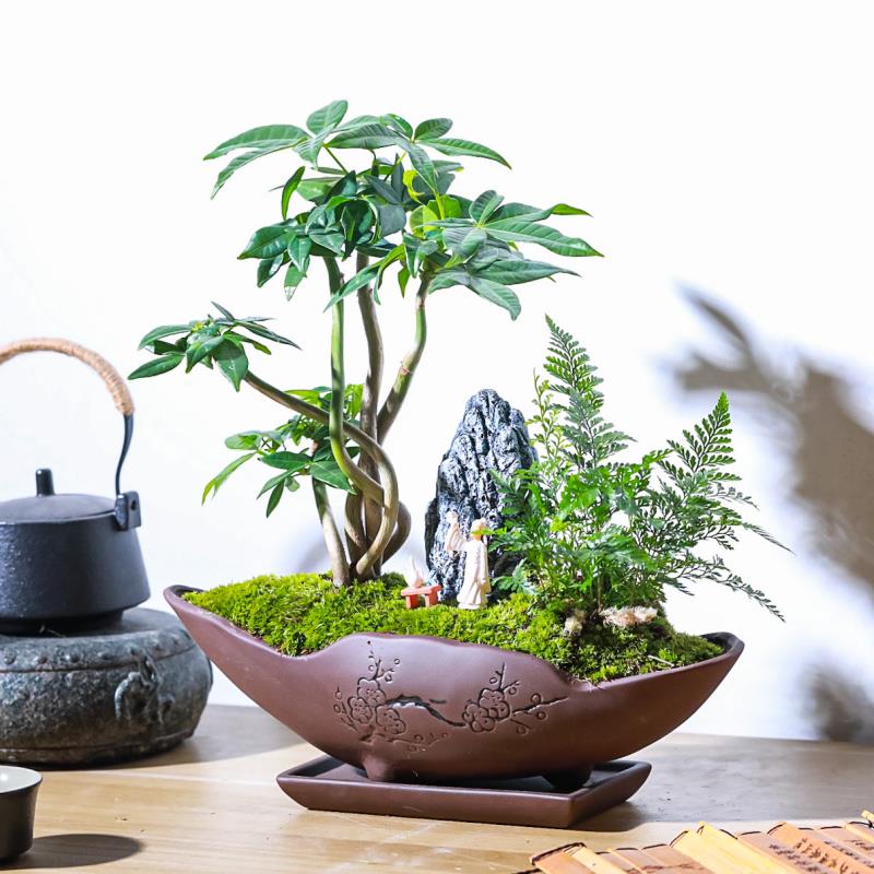 奇趣发财树组合盆栽禅意盆景绿植物室内办公室商务送礼茶桌面摆件