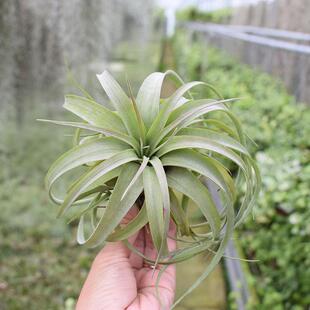 不梨不弃空气凤梨 艾瑞克 稀有品种垂吊花卉悬挂无土植物盆栽绿植