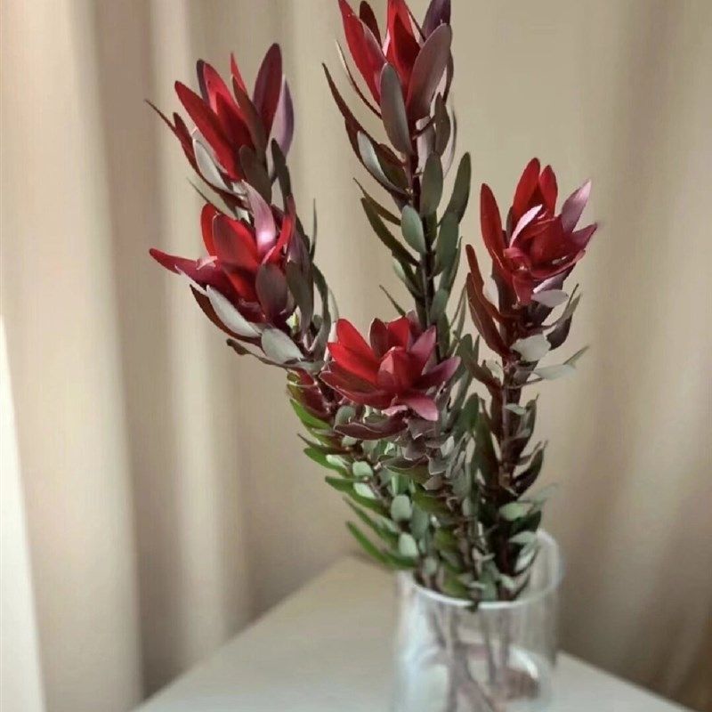 南非进口木百合鲜花可做干花家庭插花水养花卉基地直批