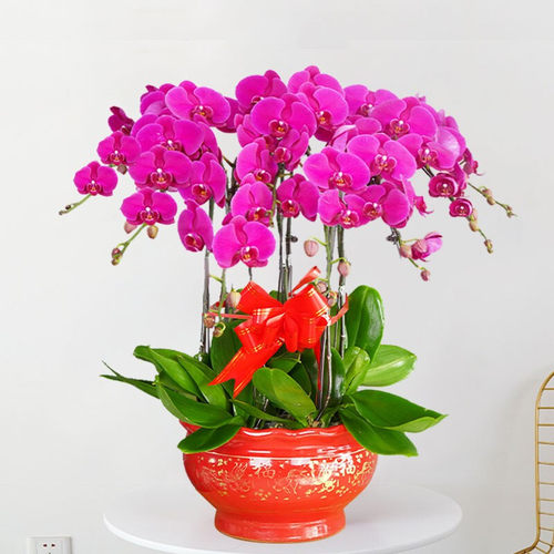 高档蝴蝶兰盆栽真花带大花苞开业乔迁绿植年宵花卉同城送礼品合肥