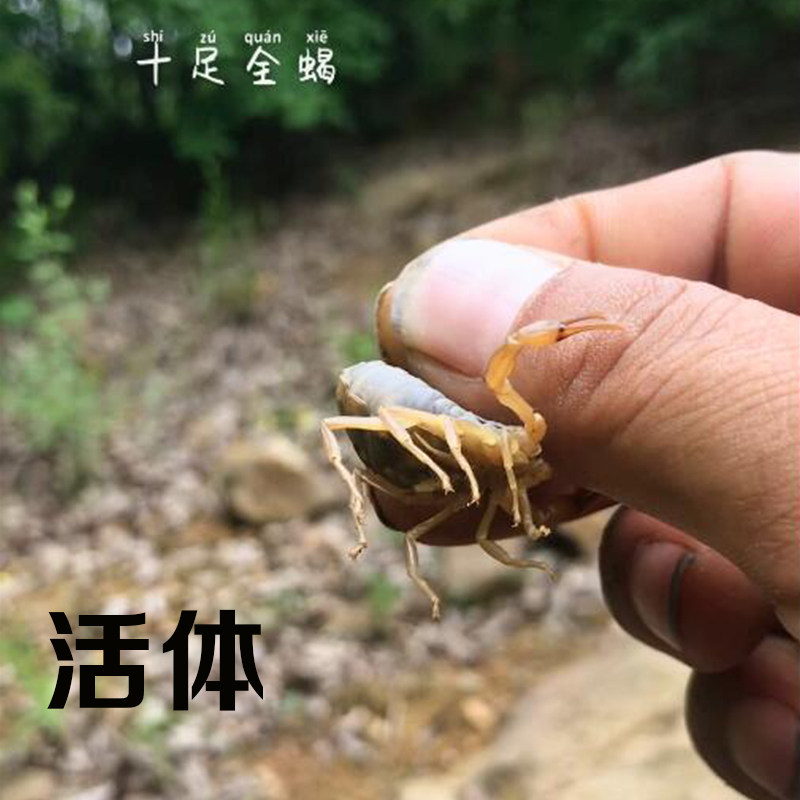 活体野生蝎子十足全蝎干蝎全虫清水蝎食用泡酒料蜈蚣散装100克