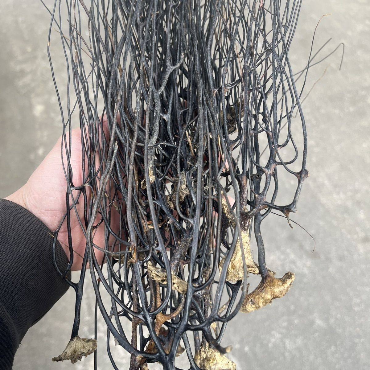 新货野生中药材蛇龙中草药干货弯腰草龙蛇草草还魂草云南正品正宗