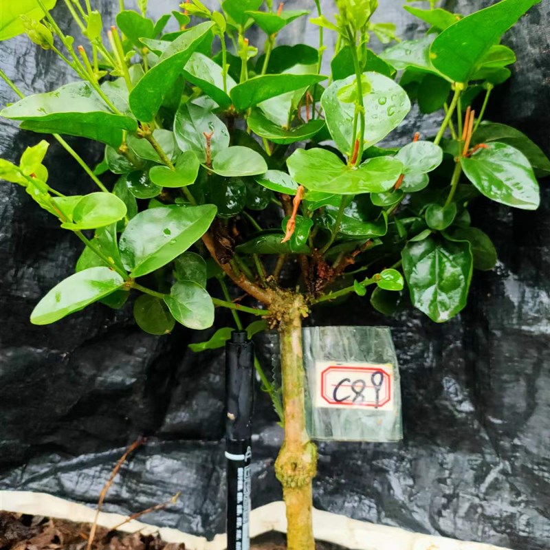 独杆棒棒糖大冠幅浓香茉莉盆栽花园庭院绿植物花卉开花不断可泡茶