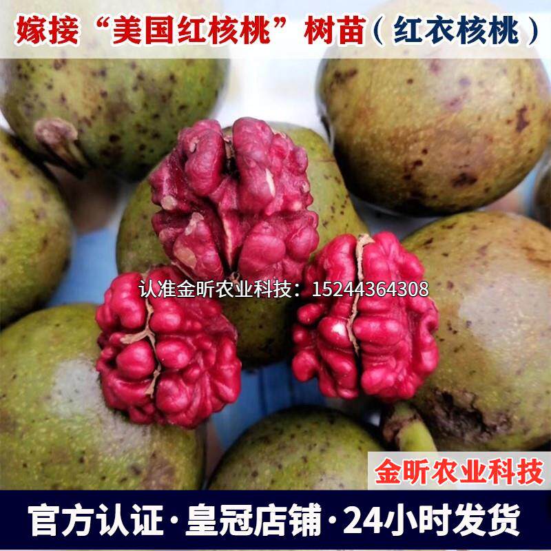 嫁接红衣纸皮核桃树苗薄壳