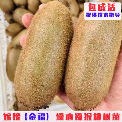 金福猕猴桃树果苗嫁接绿心