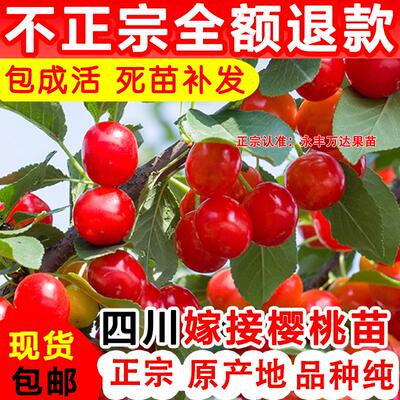 四川玛瑙红樱桃树苖车厘子