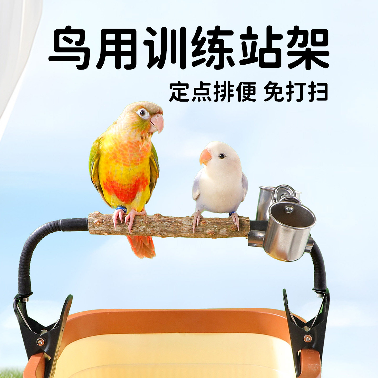 小农山鹦鹉定点拉屎站杆