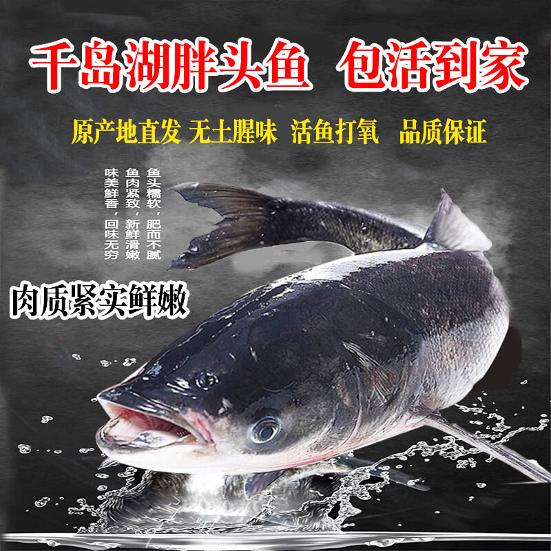 正宗千岛湖活鱼 淡水整条胖头鱼乌鲢鱼鳙鱼生鲜鱼类 30斤包活到家