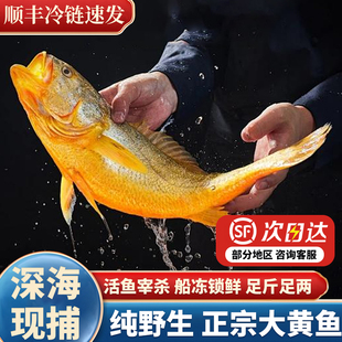 特大黄花鱼新鲜冷冻顺丰包邮正宗大黄鱼野生深海冰鲜黄鱼鲞年货