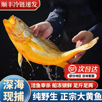 黄花鱼新鲜冷冻顺丰包邮大黄鱼
